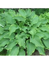 Funkia - Hosta 'Abba Dabba Do'