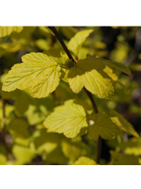 Pęcherznica kalinolistna  - Physocarpus opulifolius 'Dart's Gold'