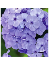 Floks wiechowaty - Phlox paniculata 'Blue Boy'