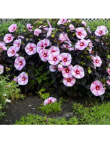 Hibiskus bylinowy ‘Starry Night’