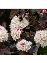 Pęcherznica kalinolistna - Physocarpus opulifolius 'Diable D'or'
