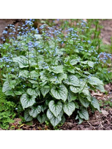 Brunnera macrophylla 'Silver Heart'
