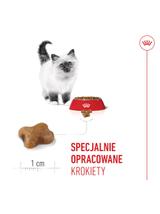 ROYAL CANIN  Kitten 4kg karma sucha dla kociąt od 4 do 12 miesiąca życia + PIŁKA GRATIS!!