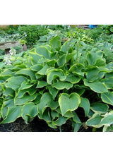 Funkia - Hosta 'Abba Dabba Do'