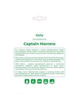 Kalla Captain Marrero jasnoróżowa 1szt.