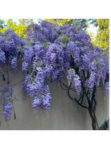 Glicynia chińska - Wisteria sinensis