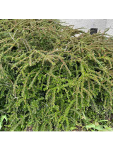 Irga pozioma - Cotoneaster Horizontalis