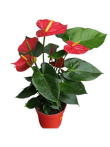 Anthurium czerwone d12
