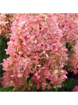 Hortensja bukietowa - Hydrangea paniculata 'Magical Candle'(R)
