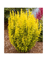 Berberys Thunberga - Berberis thunbergii 'Maria'(R)