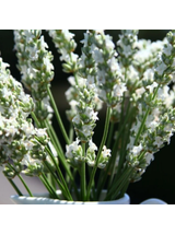 Lawenda pośrednia -  Lavandula x intermedia 'Exceptional'