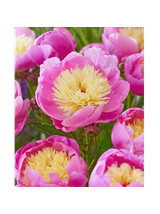 Piwonia chińska - Paeonia lactiflora 'Bowl of Beauty'