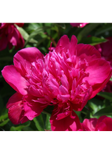 Piwonia chińska - Paeonia lactiflora 'Big Ben'