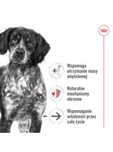 ROYAL CANIN® Medium Ageing 7+ 410g karma mokra, pasztet, dla psów starszych od 7. roku życia, ras średnich