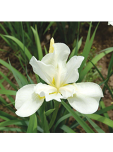 Kosaciec syberyjski - Iris sibirica 'Weiss'