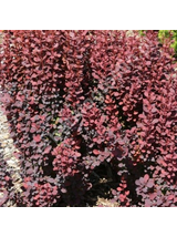 Berberys Thunberga - Berberis thunbergii 'Dariusz'(R)