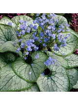 Brunnera macrophylla 'Silver Heart'