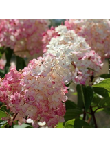 Hortensja bukietowa - Hydrangea paniculata 'Pinky Winky'(R)