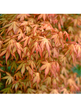 Klon palmowy - Acer palmatum 'Katsura'