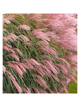 Miskant chiński -  Miscanthus sinensis 'Flamingo'