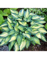 Funkia (Hosta) 'June'