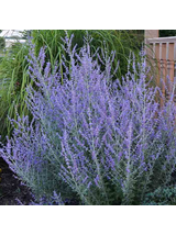 Perovskia atriplicifolia - Perowskia łobodolistna 'Russian Sage'