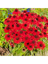 Jeżówka purpurowa - Echinacea purpurea 'Pearl Red'