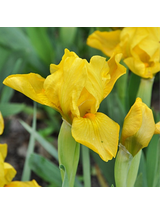 Kosaciec karłowy- Iris pumila 'Brassie'