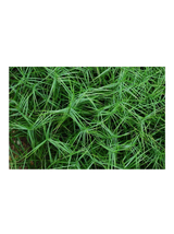 Turzyca palmowa - Carex muskingumensis 'Little Midge'