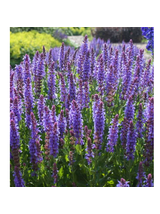 Szałwia - Salvia 'Caradonna'
