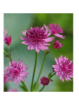 Jarzmianka większa - Astrantia major 'Roma'®