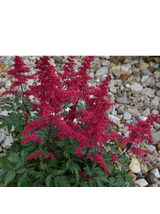 Tawułka Arendsa - Astilbe arendsii 'Fanal'