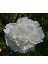 Piwonia drzewiasta - Paeonia suffruticosa 'Xue Ta'
