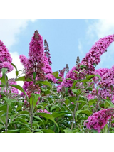 Budleja Dawida - Buddleja davidii 'Pink Delight'