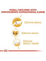 ROYAL CANIN Maine Coon Adult 4kg karma sucha dla kotów dorosłych rasy maine coon