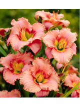 Liliowiec - Hemerocallis 'Elegant Candy'