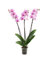 Storczyk Extra (Phalaenopsis) 3 pędy jasnoróżowy d9