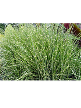 Miskant chiński - Miscanthus sinensis 'Zebrinus'