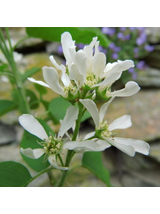 Świdośliwa olcholistna - Amelanchier alnifolia 'Smoky'