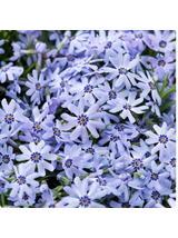 Floks szydlasty - Phlox subulata 'Fabulous Blue Dark Center'