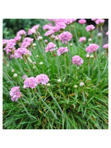 Zawciąg nadmorski - Armeria maritima 'Splendens Perfecta'