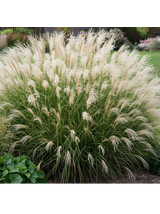 Miskant chiński- Miscanthus sinensis 'Adagio'