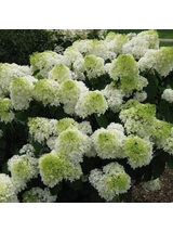Hortensja bukietowa - Hydrangea paniculata 'Polar Bear'(R)