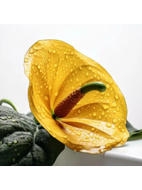 Anthurium żółte d12