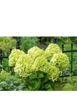 Hortensja bukietowa limonkowa- C3