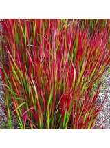 Imperata cylindryczna - Imperata cylindrica 'Red Baron'