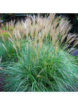 Miskant chiński- Miscanthus sinensis 'Adagio'