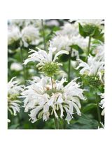 Pysznogłówka - Monarda hybrida 'Bee-Bright'