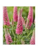 Przetacznik długolistny - Veronica longifolia 'First Love'