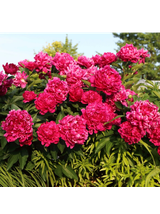 Piwonia chińska - Paeonia lactiflora 'Big Ben'